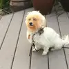 scrubcitymayor
