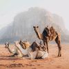 mohamed.hamdy9o