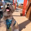 doggomom000