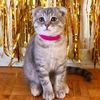 luna_scottishfold