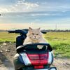 fitriani_1971