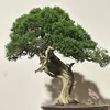 Tạp hoá dụng cụ làm cây bonsai
