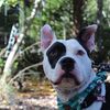Pongo’s mom