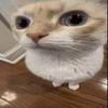 .hijenn