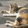 meowtel_garahe