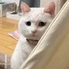 bibibibi0603