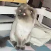 ssskrappu