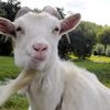 goatkambingkanding