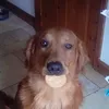 milothecutegoldie