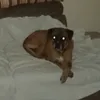 pehbado