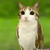 wonderofu554