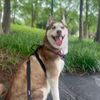 teamshinobi_husky