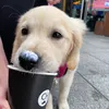 lexiegoldenbear