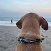 ozziebones10