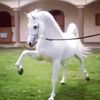 salehdossary3