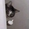 drunk.kitty1