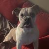 cachorroedu