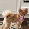 bellathepomeranian15