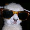 acoolsheep