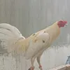 ianyuzonmasanque