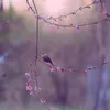 or__79