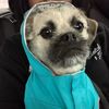 lady_thepups