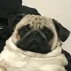 derfilino