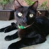 babyolive_thecat