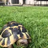 magnuslikestortoises37