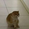 mo_llyto