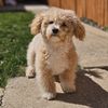 jaythedog26