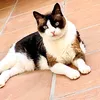 milakalesy