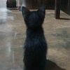 blackcat0_0meowww