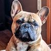 hukthefrenchie