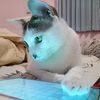sofiala_kitty