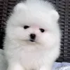 rosasopko0