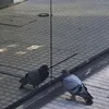 palomareflexiva
