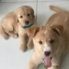 golden_basha_and_sasha
