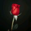 redz5545