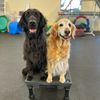 my.kids.have.paws
