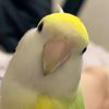 duckietales3