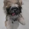 pipaytheshihtzu
