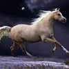 quanvy_1991