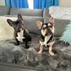 boogie_gemini