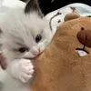 _cutes2khongais1._