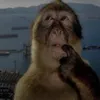herglet_