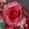 alyona_lovelife