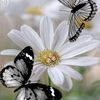 thuli_missbutterfly8