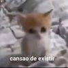 jose_el_mata_furros