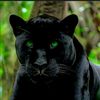 pantherae1992